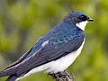 Tree Swallow