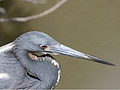 Tricolored Heron