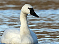 Tundra Swan