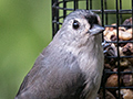 Tufted Titmouse