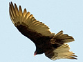 Turkey Vulture