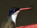 Violet-crowned Hummingbird
