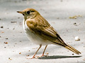 Veery