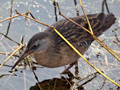 Virginia Rail