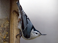 White-breasted Nuthatch