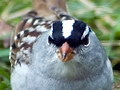 White-crowned Sparrow