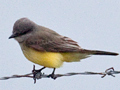 Western Kingbird