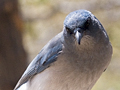 Western Scrub-Jay