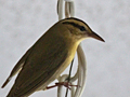Worm-eating Warbler