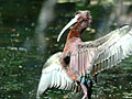 White-faced Ibis