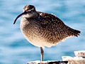 Whimbrel