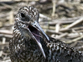 Willet