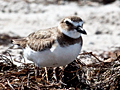 Wilson's Plover