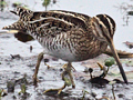 Wilson's Snipe