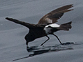 Wilson's Storm Petrel