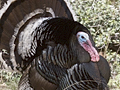 Wild Turkey
