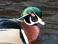 Wood Duck