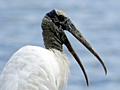 Wood Stork