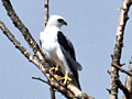 White-tailed Kite
