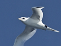 White-tailed Tropicbird