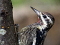 Yellow-bellied Sapsucker