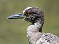 Yellow-crowned Night-Heron