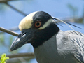 Yellow-crowned Night-Heron