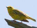 Yellow Warbler