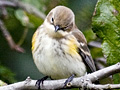 Yellow-rumped Warbler