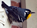 Yellow-throated Warbler