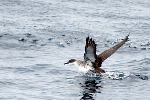 Great Shearwater, Cape Cod, Massachusetts