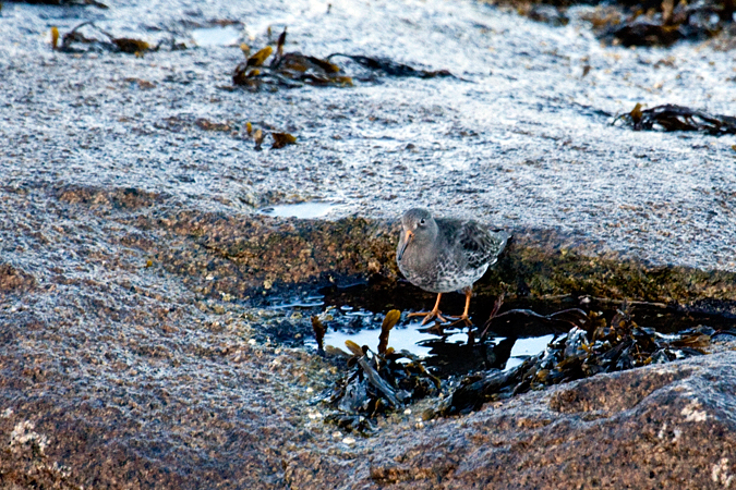 Purple Sandpiper, Rockport, Massachusetts