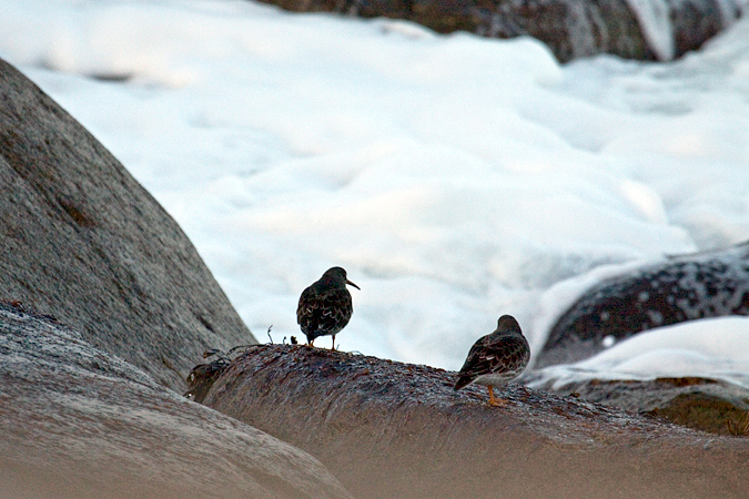 Purple Sandpiper, Rockport, Massachusetts