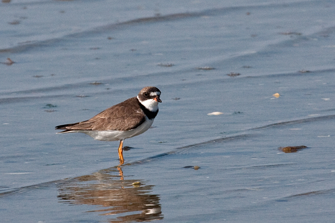 Semipalmated Plover, Cape Cod, Massachusetts