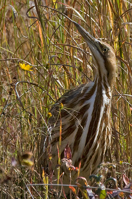 American Bittern, Forsythe National Wildlife Refuge (Brigantine NWR), New Jersey