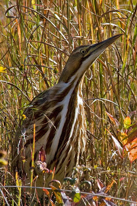 American Bittern, Forsythe National Wildlife Refuge (Brigantine NWR), New Jersey