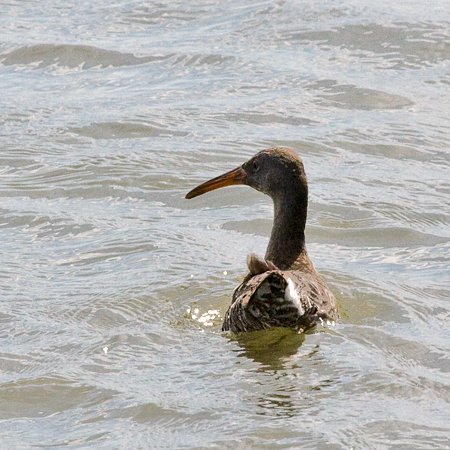 Clapper Rail, Forsythe (Brigantine) NWR, New Jersey
