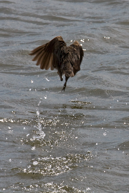 Clapper Rail, Forsythe (Brigantine) NWR, New Jersey