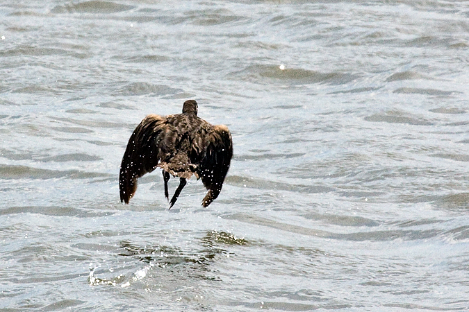Clapper Rail, Forsythe (Brigantine) NWR, New Jersey