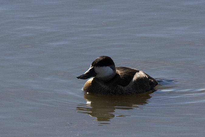 Drake Ruddy Duck in Basic Plumage, Brignatine (Forsythe) NWR, New Jersey