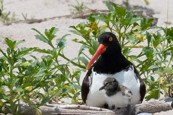 Nesting American Oystercatcher, Breezy Point, Gateway National Recreation Area, Queens, New York