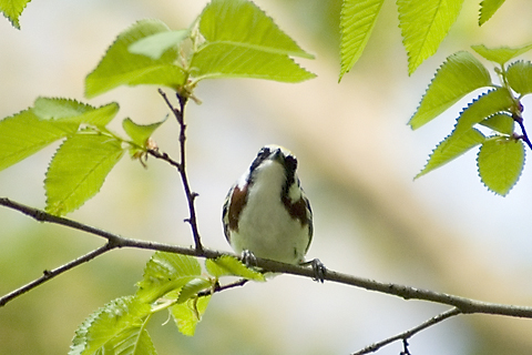 Chestnut-sided Warbler, Prospect Park, Brooklyn, New York