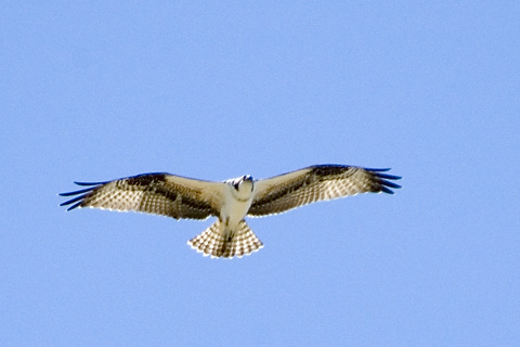 Osprey, Great South Bay, Long Island, New York