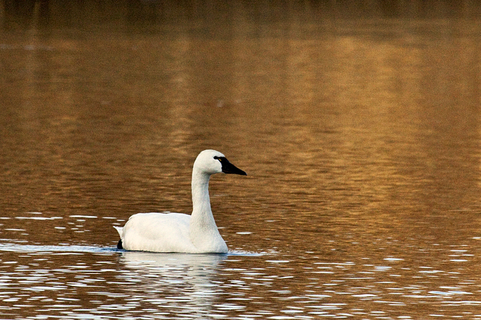 Tundra Swan, Massapequa Preserve, Massapequa, New York