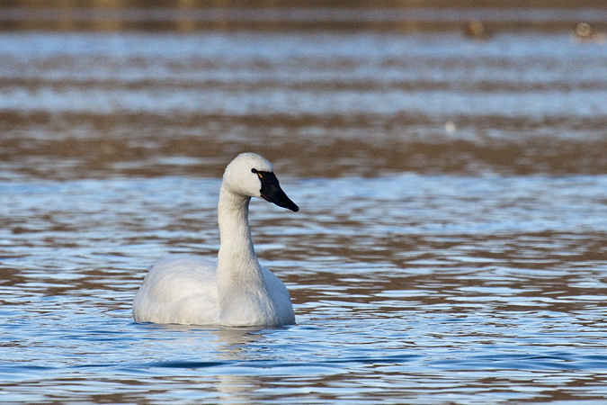 Tundra Swan, Massapequa Preserve, Massapequa, New York