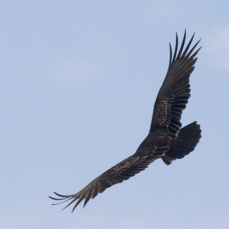 Turkey Vulture at Hook Mountain, New York