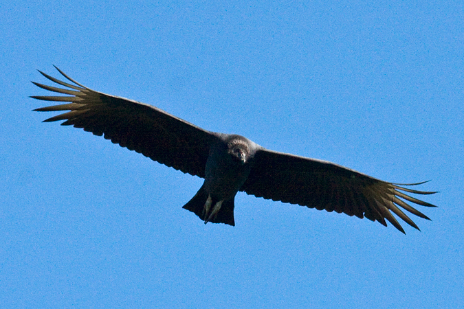 Black Vulture, Hawk Mountain, Pennsylvania