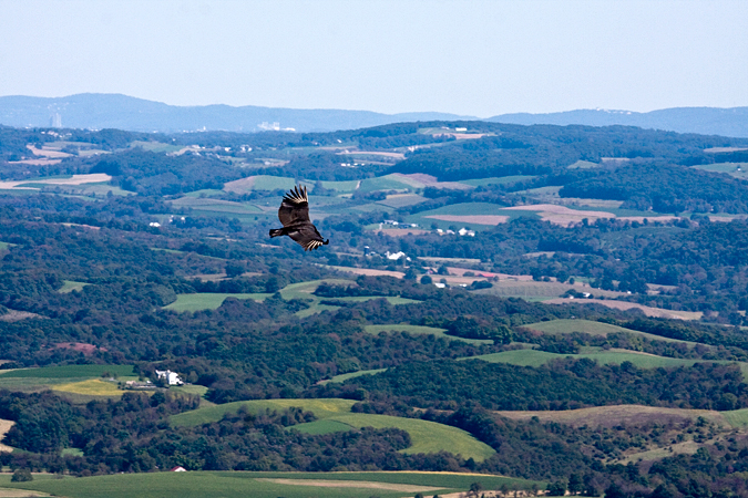 Black Vulture, Hawk Mountain, Pennsylvania