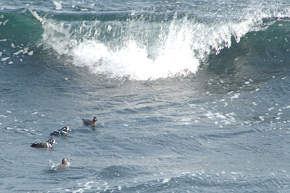 Harlequin Ducks, Beavertail State Park, Rhode Island