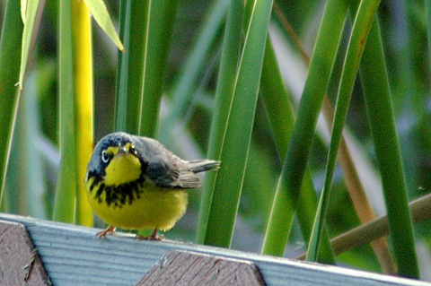 Canada Warbler,  Leonabelle Turnbull Birding Center, Port Aransas, Texas